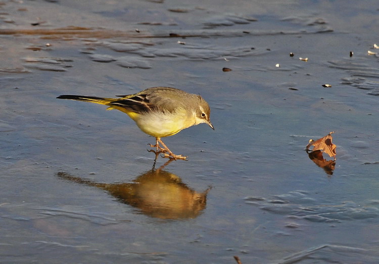 Ballerina gialla - Motacilla cinerea